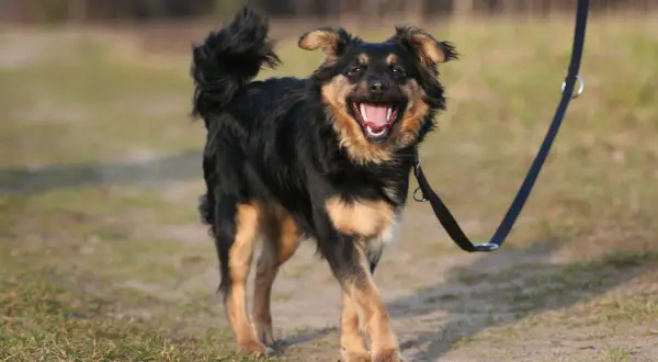 Fröhlicher Hund mit aufgestellten Haaren am Po wedelt mit dem Schwanz und genießt einen Spaziergang an der Leine im Freien.