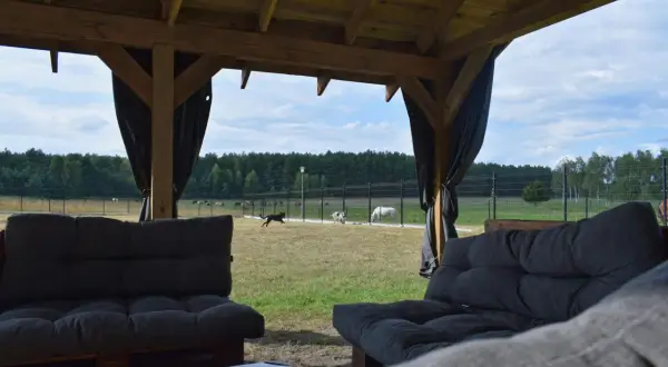 Relaks przy widoku na konie i psy biegające po trawie w ośrodku jeździeckim Qń.