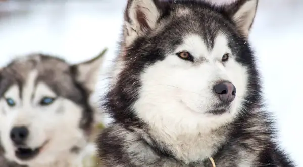 Dwa psy rasy husky, jeden z brązowymi oczami na pierwszym planie, drugi z niebieskimi w tle. Różne odmiany husky w zimowej scenerii.