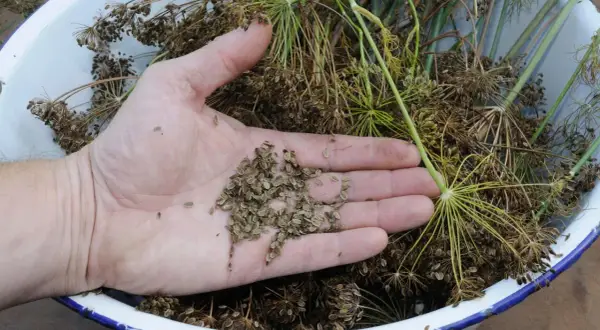 Hand holding dill seeds, ready for planting. This dill is winterhart, ensuring a harvest even in colder months.