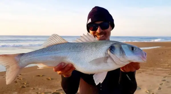 Glücklicher Angler hält stolz einen schönen Barsch Salzwasser am Strand.