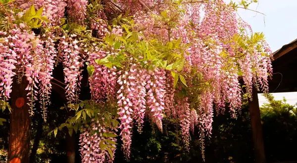 En vacker blåregn pergola med hängande rosa blomklasar som skapar en magisk atmosfär.