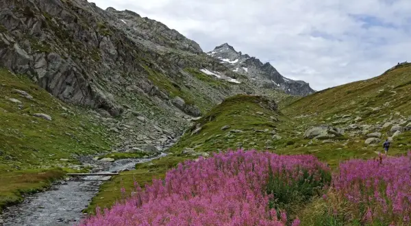 Un sentiero serpeggia tra fiori viola e un ruscello alpino, con montagne imponenti a fare da sfondo. Un'indimenticabile valle d'Aosta estate.