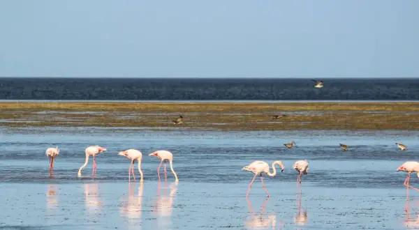 Różowe flamingi brodzą w płytkiej wodzie na wyspie Djerba. W tle ciemne morze i błękitne niebo.