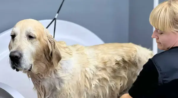 Złoty retriever w wannie, mokry podszerstek u psa. Groomerka dba o jego czystość.