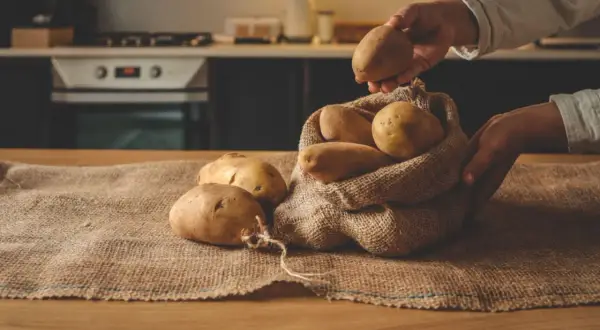 Ręce wkładają ziemniaki do worka z juty. Właściwe przechowywanie ziemniaków zapewnia ich świeżość.