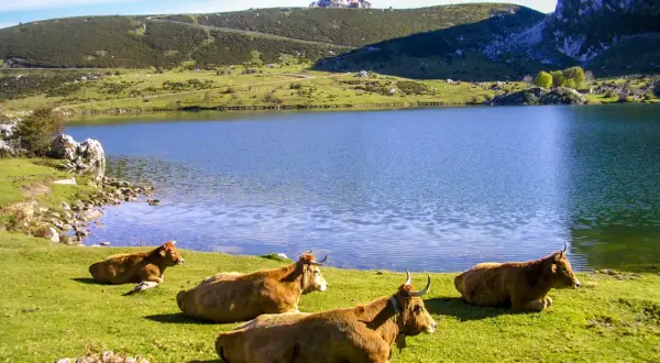 Vacas pastando junto a un lago azul, ideal para una ruta 4x4 por Lagos de Covadonga. Paisaje montañoso y cielo despejado.
