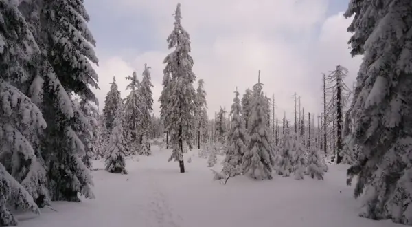 Śnieżny las na Kubalonce, gdzie ślady na śniegu prowadzą przez zasypane drzewa. Wisła w zimowej odsłonie.