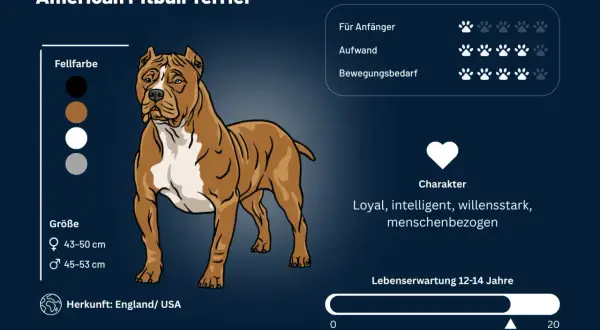 Ein American Pitbull Terrier, bekannt für seinen loyalen, intelligenten und menschenbezogenen **pitbull charakter**.