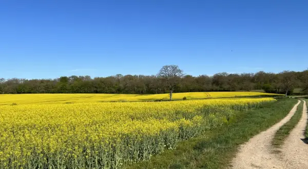 Vaste étendue de champs de colza en fleurs sous un ciel bleu éclatant. Un chemin de terre serpente à travers l'herbe verte, menant vers l'horizon.