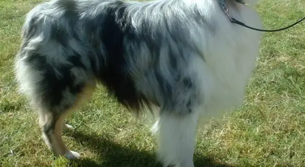 Ein Hund mit blau-grauem und weißem Fell steht auf einer grünen Wiese.