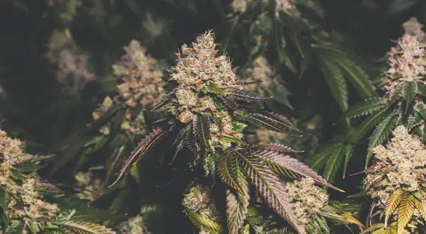 Jak długo kwitnie marihuana? Poznaj różnice między odmianami