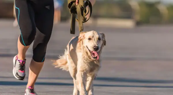 Corriendo con un golden retriever, aprendiendo como educar a un golden retriever con paciencia y ejercicio.
