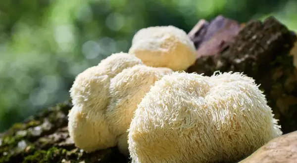 Grzyby soplówka jeżowata (lion's mane) na pniu. Zastanawiasz się nad lion's mane dawkowanie?