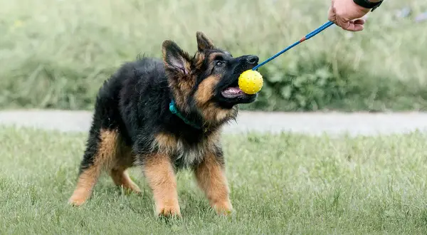 Szczeniak owczarka niemieckiego w szaleńczym pędzie, z żółtą piłeczką w pysku, gotowy na zabawę. Zoomies u psa to czysta radość!