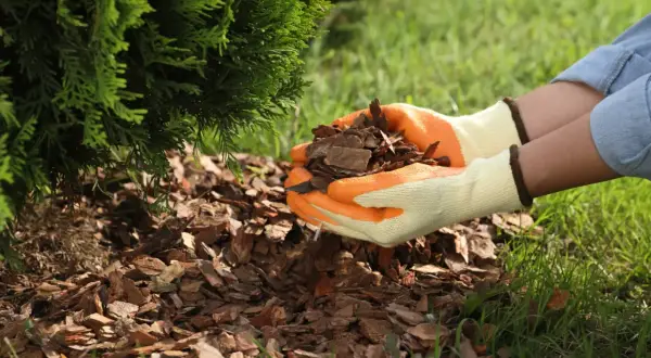 Ręce w rękawiczkach sypią korę pod tuję, tworząc naturalną ściółkę.