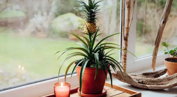 Ananas w doniczce na parapecie, obok świecy i ozdobnych gałęzi. Roślina z małym owocem wygląda egzotycznie.