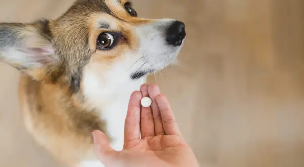 Corgi patrzy na tabletkę w dłoni. Zastanawiasz się, po jakim czasie działa tabletka na odrobaczenie psa?