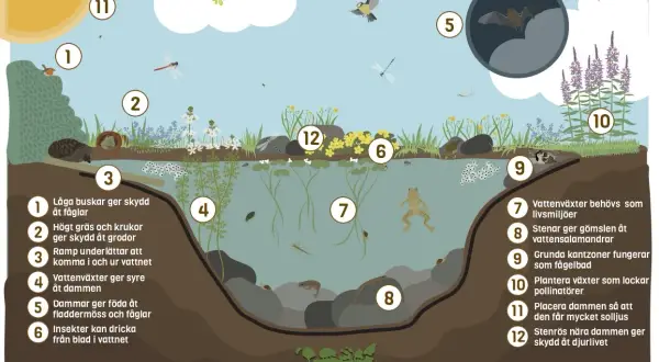 En illustration som visar hur man kan bygga damm i trädgården för att gynna djurlivet, med fåglar, grodor, insekter och fladdermöss.