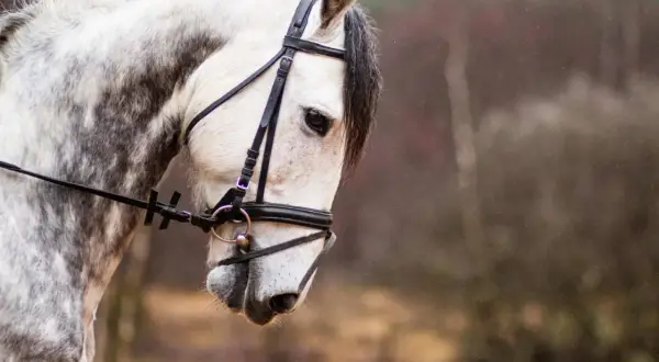 Piękny koń andaluzyjski w rzędzie, z siwą sierścią i ciemną grzywą, na tle rozmytego lasu.