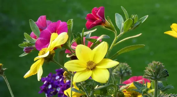 Bunte Blumen, die viel Sonne vertragen, blühen im Garten. Gelbe und pinke Blüten leuchten vor grünem Hintergrund.