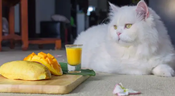 Czy koty mogą jeść mango? Odkryj ryzyko i korzyści dla zdrowia