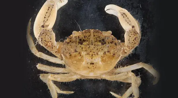 Mały, brązowy krab z kropkami na pancerzu i szczypcach, na czarnym tle.
