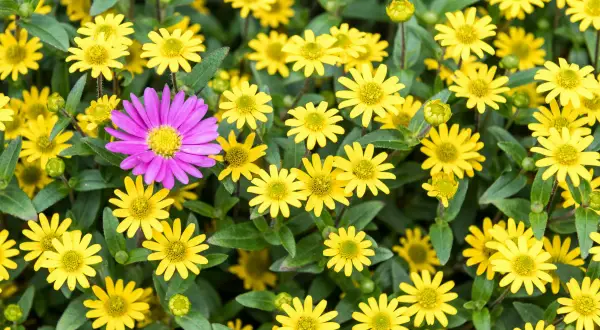 Kolorowe kwiaty na balkon zachodni: fioletowa aster wśród żółtych margaretek.