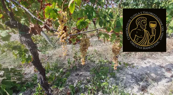 Grappoli dorati di uva bianca pendono da una vite. Un logo circolare con un uomo greco e la scritta "Greco di Bianco DOC" suggerisce un pregiato vino greco di bianco.