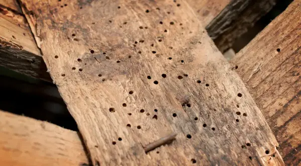 Legno rovinato dai tarli, con tanti piccoli fori. Forse i tarli del legno rimedi della nonna potrebbero aiutare.