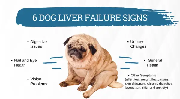 A pug sits looking sad, illustrating 6 dog liver failure signs like digestive issues, vision problems, and general health changes.
