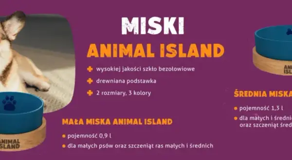 Jak wybrać idealną miskę dla psa - unikaj najczęstszych błędów