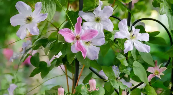 Clematis-Blüten in Rosa und Lila blühen üppig an einem Rankgitter. Der ideale clematis standort ist sonnig bis halbschattig.