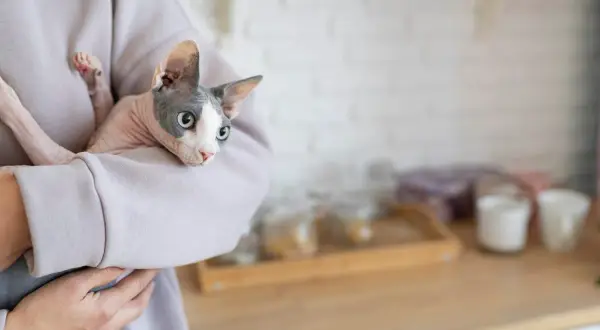 Gato Sphynx en brazos, con mirada de **estrés en gatos**, parece incómodo.