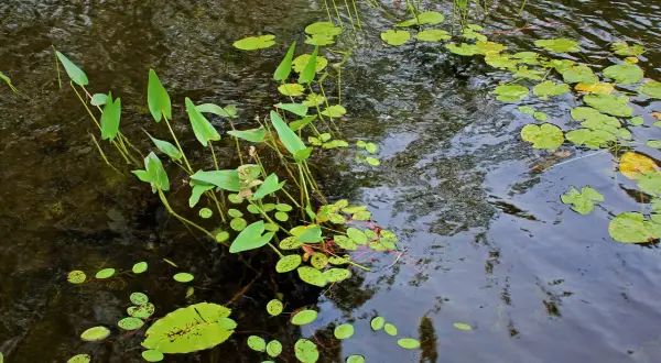 Plantes des lacs, avec des feuilles vertes flottant à la surface de l'eau sombre et ondulante.