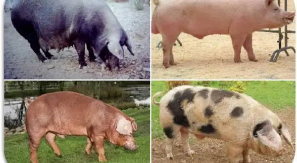 Quattro immagini di maiali di diverse razze, tra cui un maiale nero, uno rosa, uno marrone e uno pezzato, che mostrano la varietà delle razze di maiali giganti.