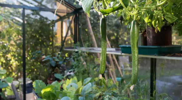 Två långa, gröna gurkor hänger från en planta i ett växthus. Det är en frodig grönska runt dem, med andra växter och bladverk. Solen lyser in och skapar ett varmt ljus. Gurka max!