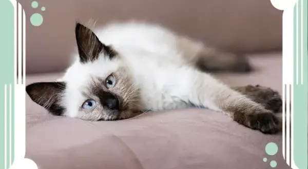 Cuánto dura un gato: descubre los secretos de su longevidad real