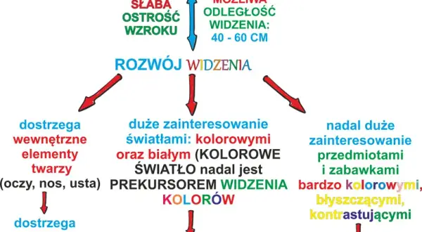 Kiedy szczeniak widzi? Rozwój wzroku i sygnały alarmowe