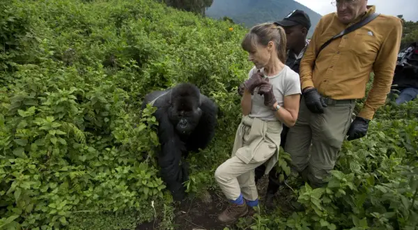Niezapomniane wakacje w Ugandzie: spotkanie z gorylem górskim w jego naturalnym środowisku.