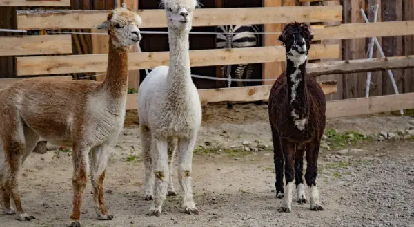 Trzy alpaki w mini zoo Zakopane: brązowa, biała i ciemnobrązowa. Za nimi widać fragment zagrody z zebrą.