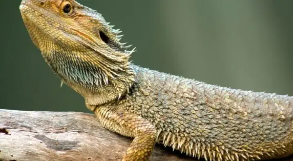 Jakie zwierzę do terrarium? Najlepsze gatunki dla początkujących