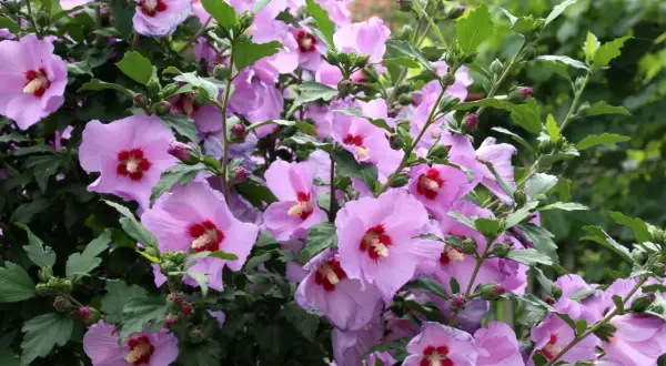 Krzew hibiskusa w pełnym rozkwicie. Piękne, jasnoróżowe kwiaty z czerwonym środkiem świadczą o tym, że hibiskus kwitnie latem.