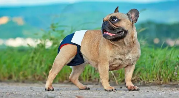 Francuski buldog w pieluszce, gotowy na dni płodne. Cieczka u psa to ważny czas.
