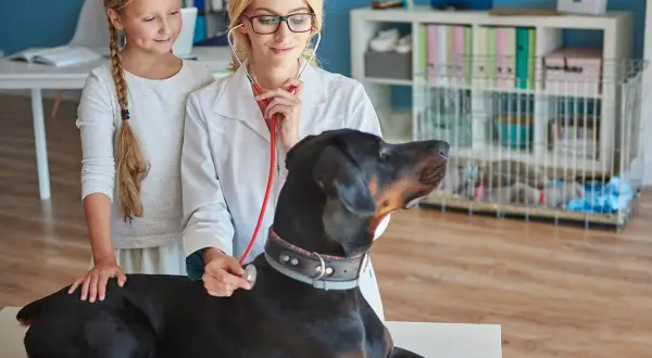 Co ile odrobaczać psa? Kluczowe wskazówki dla zdrowia pupila