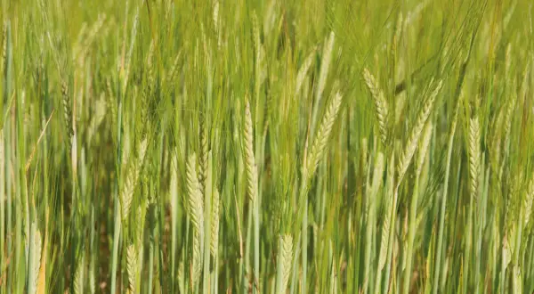 Champ d'orge verte, les épis de cet orge 2 rangs ou 6 rangs se balancent doucement au soleil.