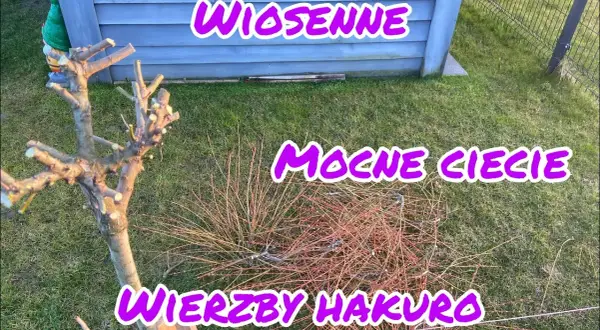 Jak przycinać wierzbę Hakuro? Poradnik krok po kroku