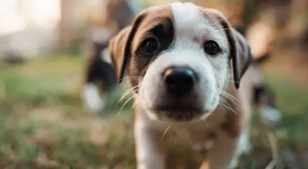 Un tierno cachorro de dos colores, con una mancha marrón en un ojo, explora el mundo. Es el momento en que empiezan a ver los cachorros.