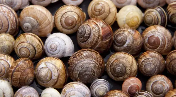 Gusci di lumache di varie dimensioni e colori, pronti per un progetto di allevare lumache in casa.