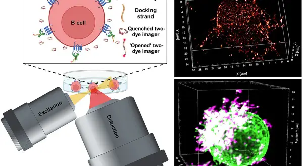 Immuntherapie: B-Zelle mit Anti-CD20-Antikörpern markiert, zeigt die Anwendung bei Krebsarten. 3D-Mikroskopie visualisiert die Zellreaktion.
